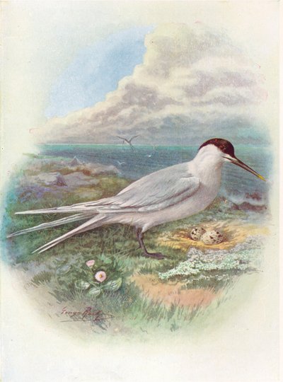 Charrán patinegro - Sterna cantiaca, c. 1910 de George James Rankin