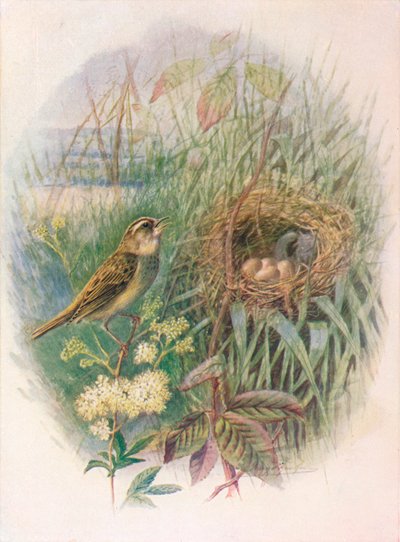 Carricero Común - Acrocephalus phragmitis, c1910, 1910 de George James Rankin