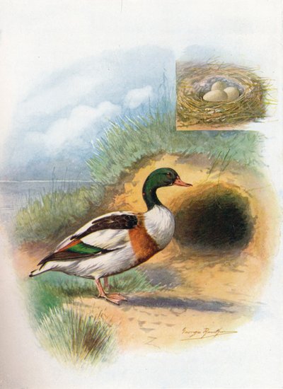 Pato sheld o tarro blanco - Tadorna cornuta, c1910 de George James Rankin