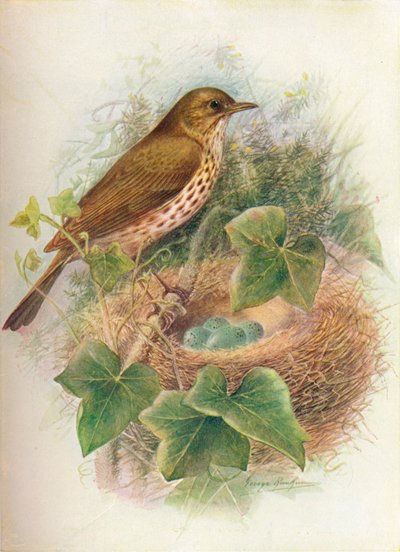 Zorzal común - Turdus musicus de George James Rankin