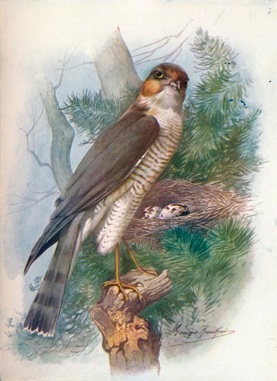 Gavilán - Accipiter nisus, c1910, 1910 de George James Rankin