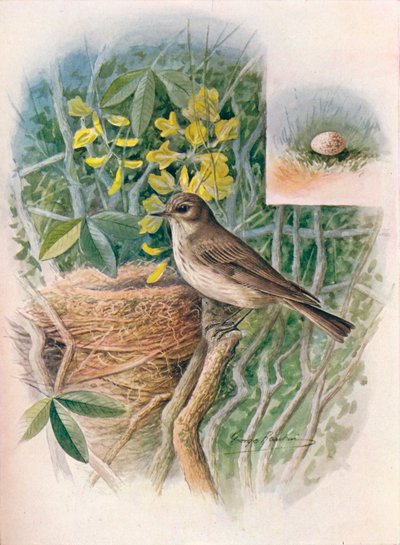 Papamoscas gris - Muscicapa grisola, c. 1910 de George James Rankin