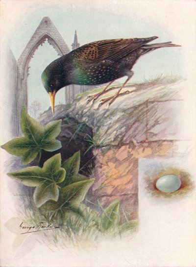 Estornino - Sturnus vulgaris, c. 1910 de George James Rankin
