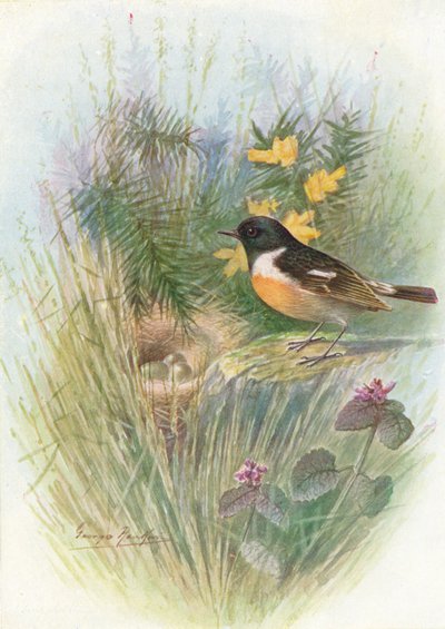Tarabilla - Pratincola rubicola, c1910, 1910 de George James Rankin