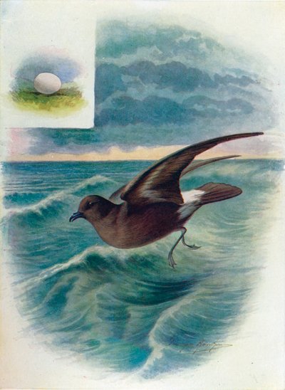 Petrel de tormenta - Procellaria pelagica, c1910, 1910 de George James Rankin