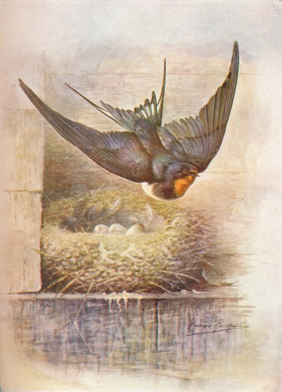 Golondrina - Hirundo rustica, c. 1910, 1910 de George James Rankin