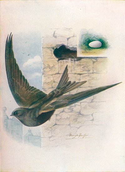 Vencejo - Cypselus apus, c1910 de George James Rankin