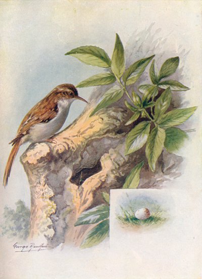 Trepador - Certhia familiaris, c1910, 1910 de George James Rankin
