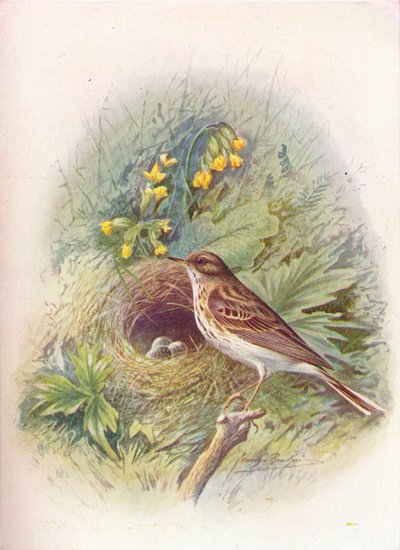 Bisbita arbóreo - Anthus trivialis, c1910, 1910 de George James Rankin