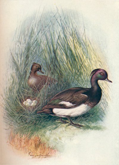 Porrón moñudo - Fuligula cristata, c1910, 1910 de George James Rankin