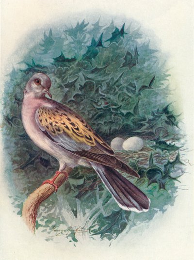 Tórtola - Turtur communis, c. 1910, 1910 de George James Rankin