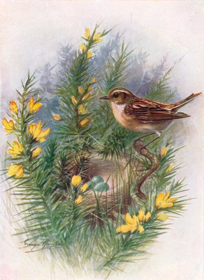 Tarabilla - Pratincola rubetra, c1910, 1910 de George James Rankin