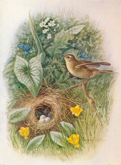 Mosquitero musical - Phylloscopus trochilus, c. 1910 de George James Rankin