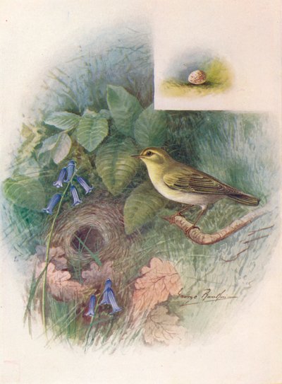 Mosquitero Silbador - Phylloscopus sibilatrix, c1910, 1910 de George James Rankin