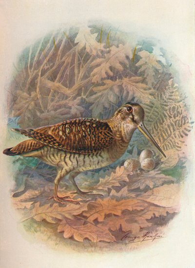 Becada - Scolopax rusticula, c. 1910, 1910 de George James Rankin