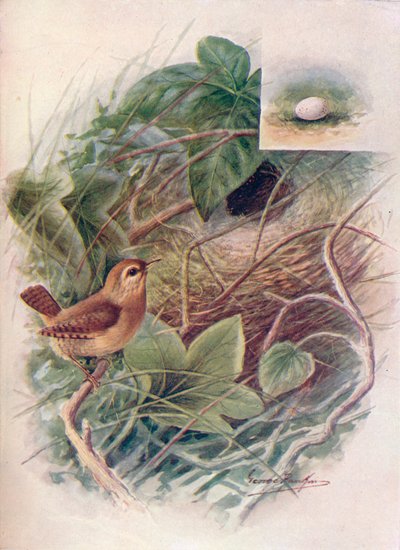 Chochín - Troglodytes parvulus, c1910 de George James Rankin