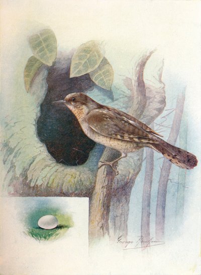 Wryneck - Iynx torquilla, c1910, 1910 de George James Rankin