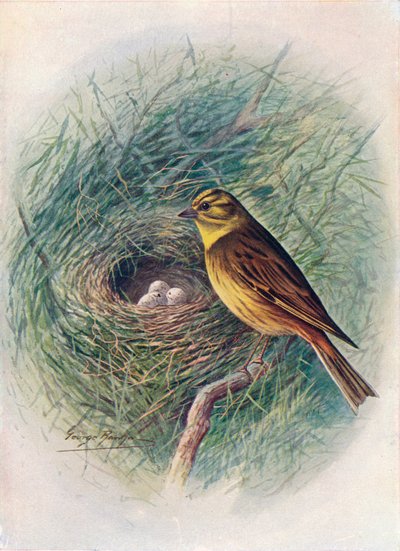 Escribano Cerillo o Escribano Amarillo - Emberiza citrinella, c1910 de George James Rankin