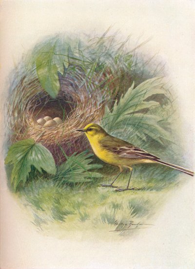 Lavandera boyera - Motacilla raii, c1910, 1910 de George James Rankin