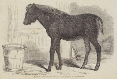 Híbrido notable, del New Forest de George Landseer