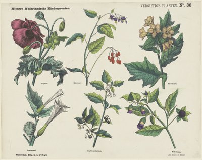 Plantas venenosas (título del objeto)
Nuevos grabados infantiles holandeses (título de la serie en el objeto) de George Lodewijk Funke
