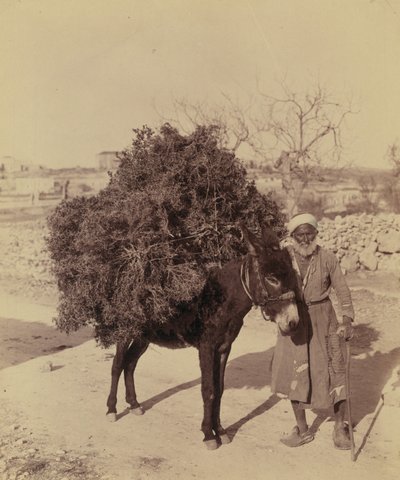 Burro cargando raíces y ramitas como combustible, Palestina, c.1900 (foto)) de Bartolome Esteban and studio Murillo