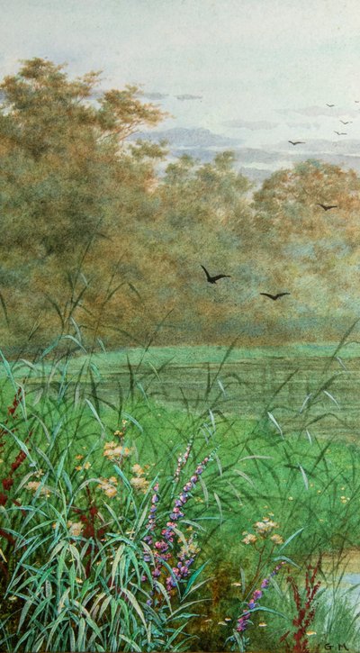 Verano (acuarela) de George Marks