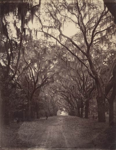 Cementerio de Bonaventure, a cuatro millas de Savannah de George N. Barnard