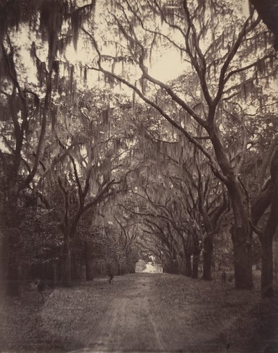 Cementerio de Bonaventure, a cuatro millas de Savannah de George N. Barnard