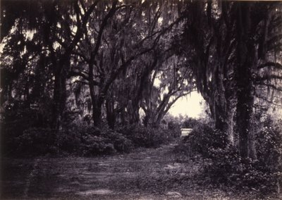 Bonaventure, Savannah, Georgia de George N. Barnard