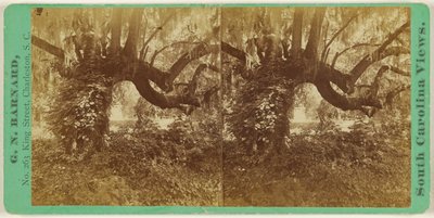 [Live Oaks, Cementerio Magnolia] de George N. Barnard