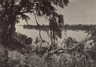 Río Savanah, cerca de Savanah, Georgia, 1860s de George N. Barnard