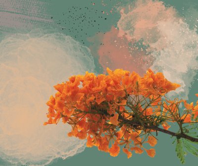 Royal Poinciana “El Flamboyan” (digital) de George Rosaly