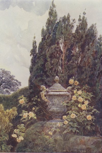 Gloire de Dijon, Penshurst de George Samuel Elgood
