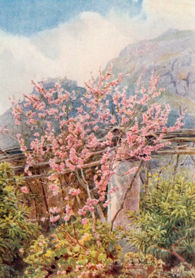 Peach-trees ablow