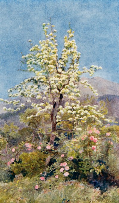 Flor de peral, Alpes Marítimos (litografía en color) de George Samuel Elgood