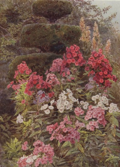 Flox de George Samuel Elgood