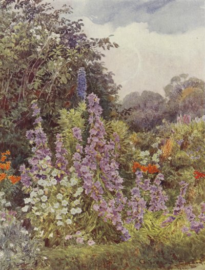 Campánula púrpura de George Samuel Elgood
