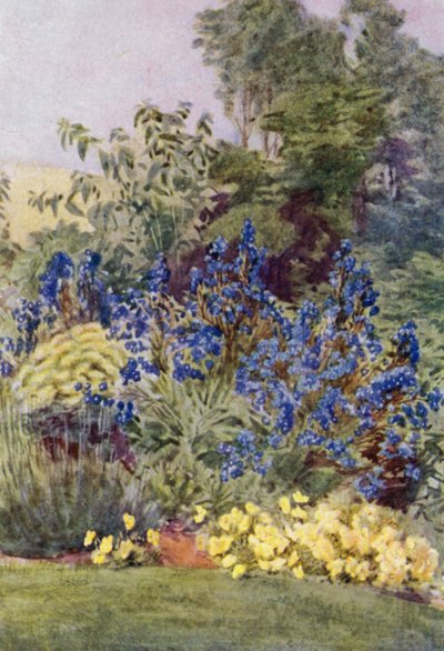 Anchusa Italica variedad Dropmore, el Dropmore Alkanet, con Clematis recta y Violas de George Soper