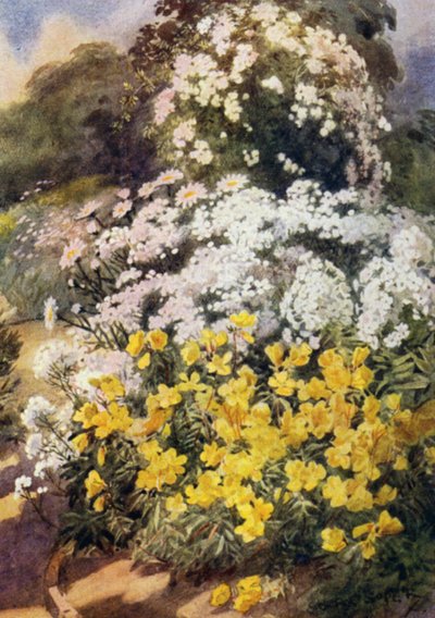 Oenothera Fruticosa Youngii, una de las mejores onagras, con fondo de flox blanco, Achillea Ptarmica y margaritas Shasta de George Soper
