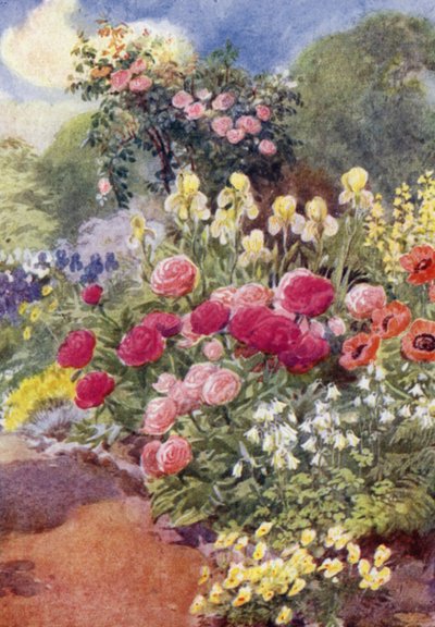 Peonías, con Aquileas, Lirios Amarillos y Thermopsis de George Soper