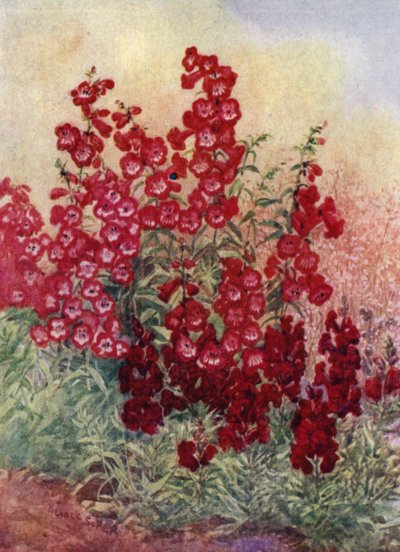 Pentstemons, Antirrhinums y Heuchera Brizoides de George Soper