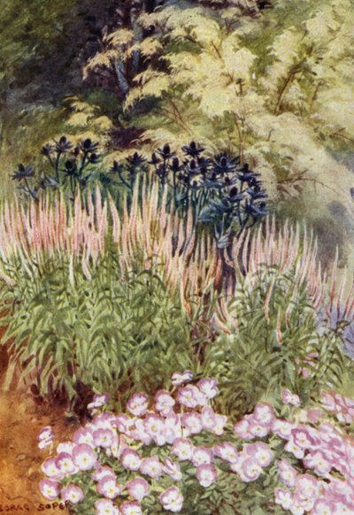 Veronica spicata rosea, con Eryngiums y Violas de George Soper