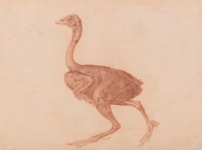 Exposición anatómica comparativa de la estructura del cuerpo humano con la de un tigre y un ave común: Gallina Dorking, vista lateral de George Stubbs