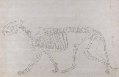 Exposición anatómica comparativa de la estructura del cuerpo humano con la del tigre y la del ave común: Esqueleto de tigre, vista lateral de George Stubbs