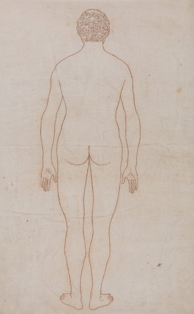 Exposición anatómica comparativa de la estructura del cuerpo humano con la del tigre y la del ave común: Cuerpo humano, vista posterior (Esquema del cuadro VII) de George Stubbs