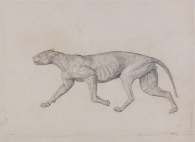 Exposición anatómica comparativa de la estructura del cuerpo humano con la del tigre y la del ave común:  Cuerpo de leopardo, vista lateral de George Stubbs