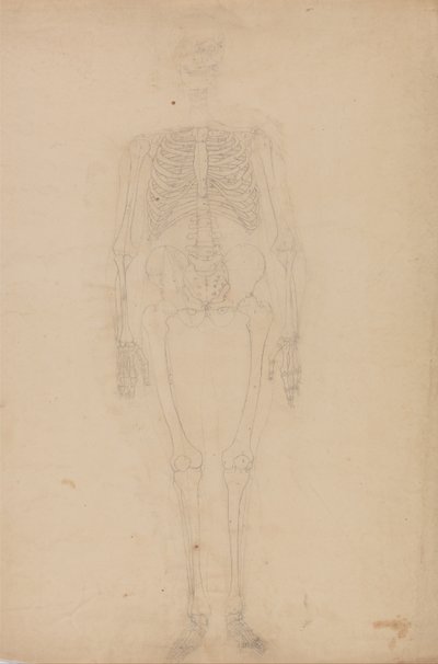 Exposición anatómica comparativa de la estructura del cuerpo humano con la del tigre y la del ave común: Esqueleto humano, vista anterior de George Stubbs