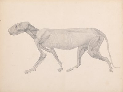 Exposición anatómica comparativa de la estructura del cuerpo humano con la de un tigre y un ave común:  Cuerpo de tigre, vista lateral (Dibujo terminado para tabla inédita; muestra la tercera etapa de la disección) de George Stubbs