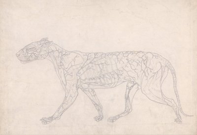 Exposición anatómica comparativa de la estructura del cuerpo humano con la del tigre y la del ave común: Tiger, Lateral View (Outline Study of the Surface Blood Supply, Prepared for the Key Figure to Table IX) de George Stubbs